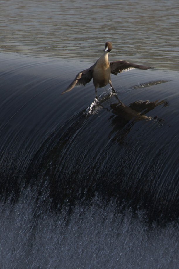 surding-duck Photograph via ubomw on Redditcoolest duck ever